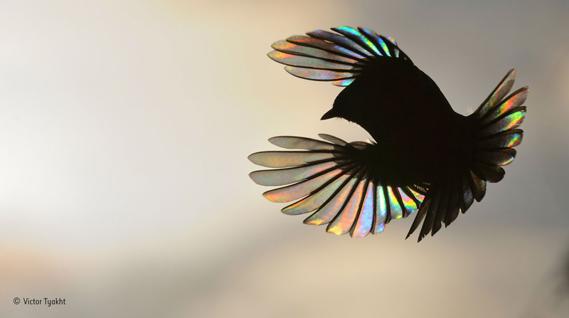 Illustration for article titled Wildlife Photo Contest Shows Nature Can Be Cruel—But Also Kind